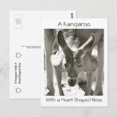 Carte Postale Un Kangourou avec un nez en forme de coeur (Devant / Derrière)