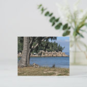 Carte Postale Un koala jeune à la plage (Debout devant)