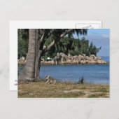 Carte Postale Un koala jeune à la plage (Devant / Derrière)