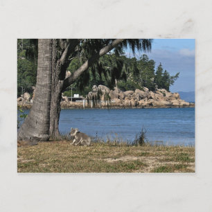 Carte Postale Un koala jeune à la plage