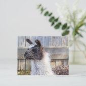 Carte Postale Un lama heureux (Debout devant)