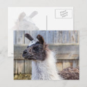 Carte Postale Un lama heureux (Devant / Derrière)
