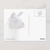 Carte Postale Un lama heureux (Dos)
