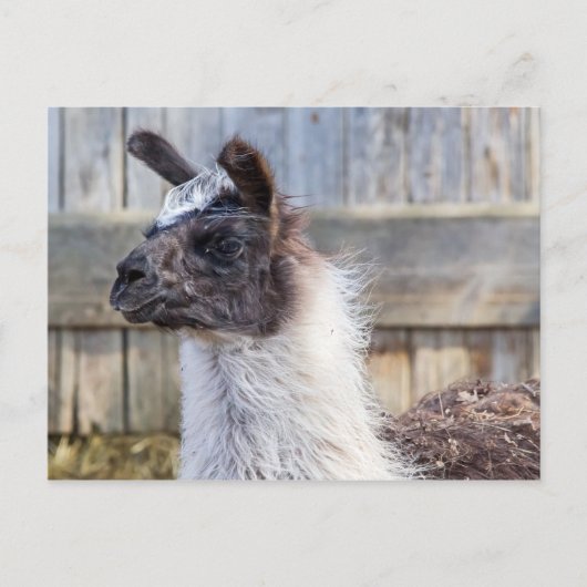 Carte Postale Un lama heureux (Devant)
