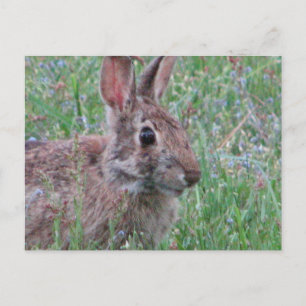 Carte Postale Un Lapin En Scène De Pré Fleur sauvage