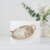Carte Postale Un lapin est dans un panier.Holland Lop. (Debout devant)