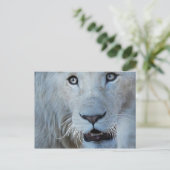 Carte Postale Un lion blanc en Afrique du Sud (Debout devant)