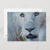 Carte Postale Un lion blanc en Afrique du Sud (Devant / Derrière)