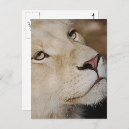 Carte Postale Un lion doux face à l'Afrique du Sud (Devant / Derrière)