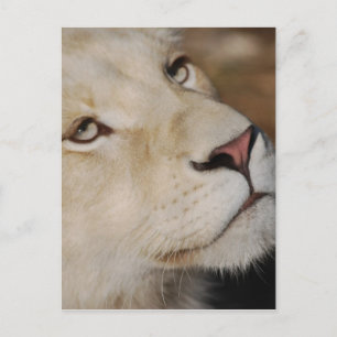 Carte Postale Un lion doux face à l'Afrique du Sud