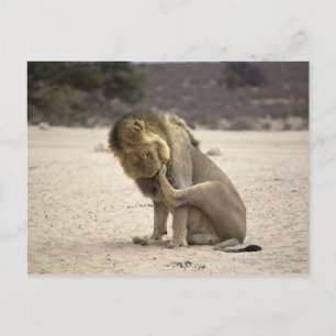 Carte Postale Un lion nettoie sa patte arrière, Kgalagadi