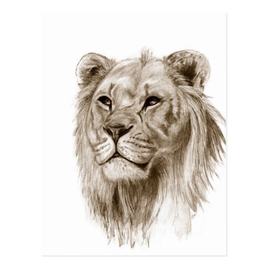 Carte Postale Un Lion Sans Art De Croquis De Dessin De Fierte Zazzle Be