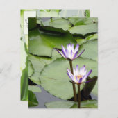 Carte Postale Un/Lotus Blooms Salutations Toutes Les Occasions (Devant / Derrière)