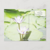 Carte Postale Un/Lotus Blooms Salutations Toutes Les Occasions (Dos)