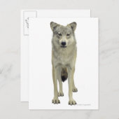 Carte Postale Un loup (Devant / Derrière)