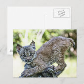 Carte Postale Un Lynx Kitten Canadien Joueur (Devant / Derrière)