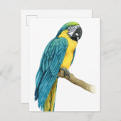 Carte Postale Un Macaw Turquoise (Devant / Derrière)