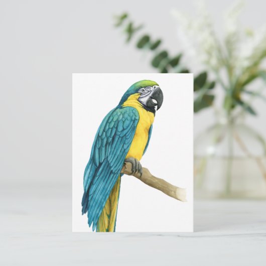 Carte Postale Un Macaw Turquoise (Debout devant)