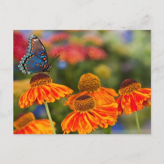 Carte Postale Un machaon de Spicebush, troilus de Papilio (Devant)