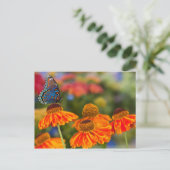 Carte Postale Un machaon de Spicebush, troilus de Papilio (Debout devant)