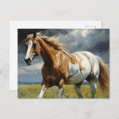 Carte Postale Un magnifique cheval Pinto dans le pré (Devant / Derrière)