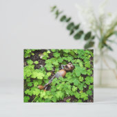 Carte Postale Un maïs se relaxant dans un trèfle à quatre feuill (Debout devant)