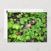 Carte Postale Un maïs se relaxant dans un trèfle à quatre feuill (Devant / Derrière)