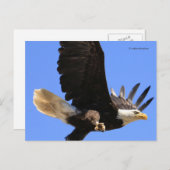 Carte Postale Un majestueux pygargue à tête blanche vole libreme (Devant / Derrière)