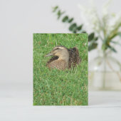 Carte Postale Un Mallard Hen (Debout devant)