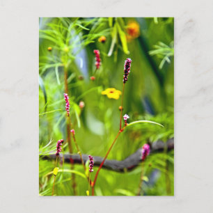 Carte Postale Un manque de concentration des fleurs sauvages
