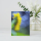 Carte Postale Un manque de concentration-tournesol (Debout devant)