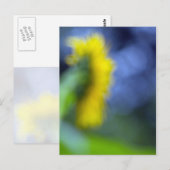 Carte Postale Un manque de concentration-tournesol (Devant / Derrière)