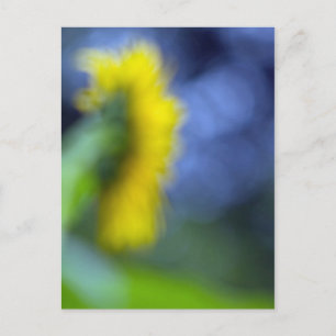 Carte Postale Un manque de concentration-tournesol