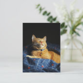 Carte Postale Un mignon chat roux endormi (Debout devant)