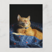 Carte Postale Un mignon chat roux endormi (Devant)