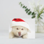 Carte Postale Un mignon chien blanc chiot dans un chapeau de Noë (Debout devant)
