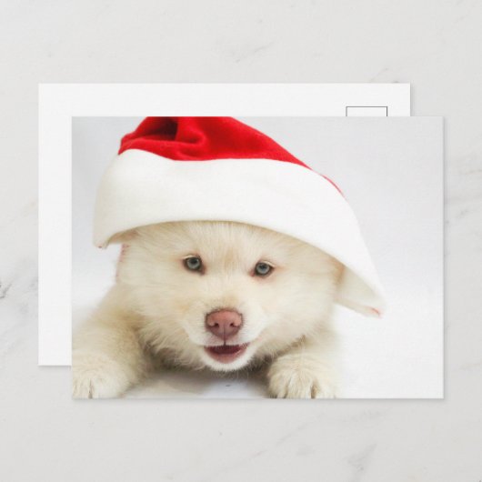 Carte Postale Un mignon chien blanc chiot dans un chapeau de Noë (Devant / Derrière)