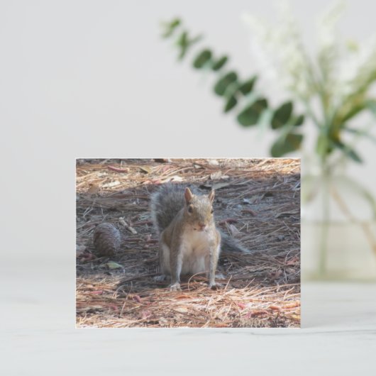 Carte Postale Un mignon écureuil (Debout devant)