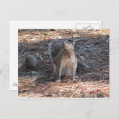 Carte Postale Un mignon écureuil (Devant / Derrière)