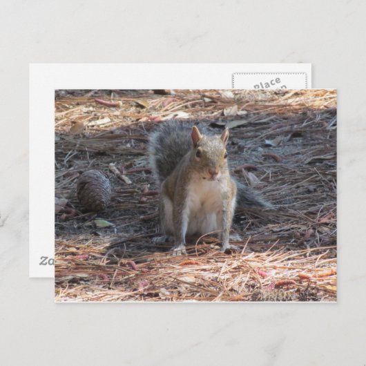 Carte Postale Un mignon écureuil (Devant / Derrière)