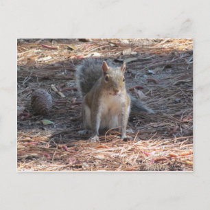 Carte Postale Un mignon écureuil