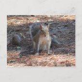 Carte Postale Un mignon écureuil (Devant)