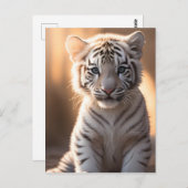 Carte Postale Un mignon petit tigre blanc (Devant / Derrière)