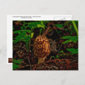 CARTE POSTALE ~ Un Morel Poster Le Long Du Lac Pen (Devant / Derrière)