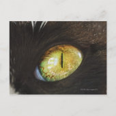 Carte Postale Un oeil de chat (Devant)