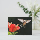 Carte Postale Un oeil sur le prix (Debout devant)