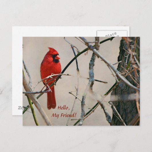 Carte Postale Un oiseau cardinal rouge sur une branche dans les  (Devant / Derrière)
