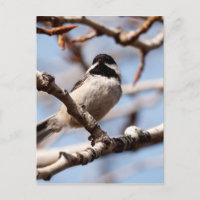 Un oiseau chanteur mignon à l'affût du printemps