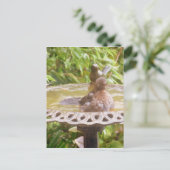 Carte Postale Un Oiseau Dans Le Bain (Debout devant)