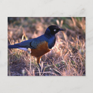 Carte Postale Un oiseau irradie du bleu dans le soleil du matin